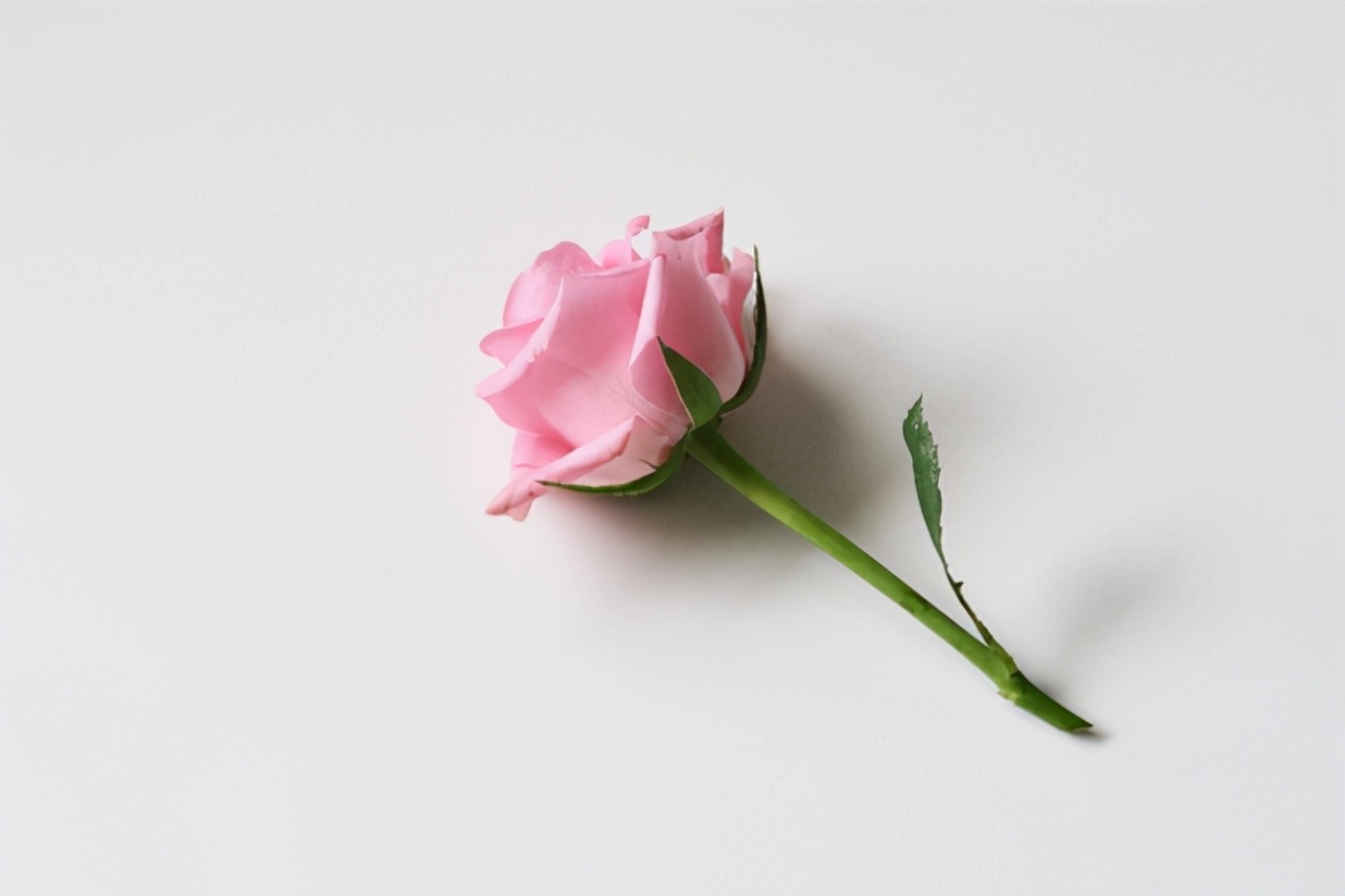 七夕|以燕窝之名,宠爱她,让她每天都是情人节