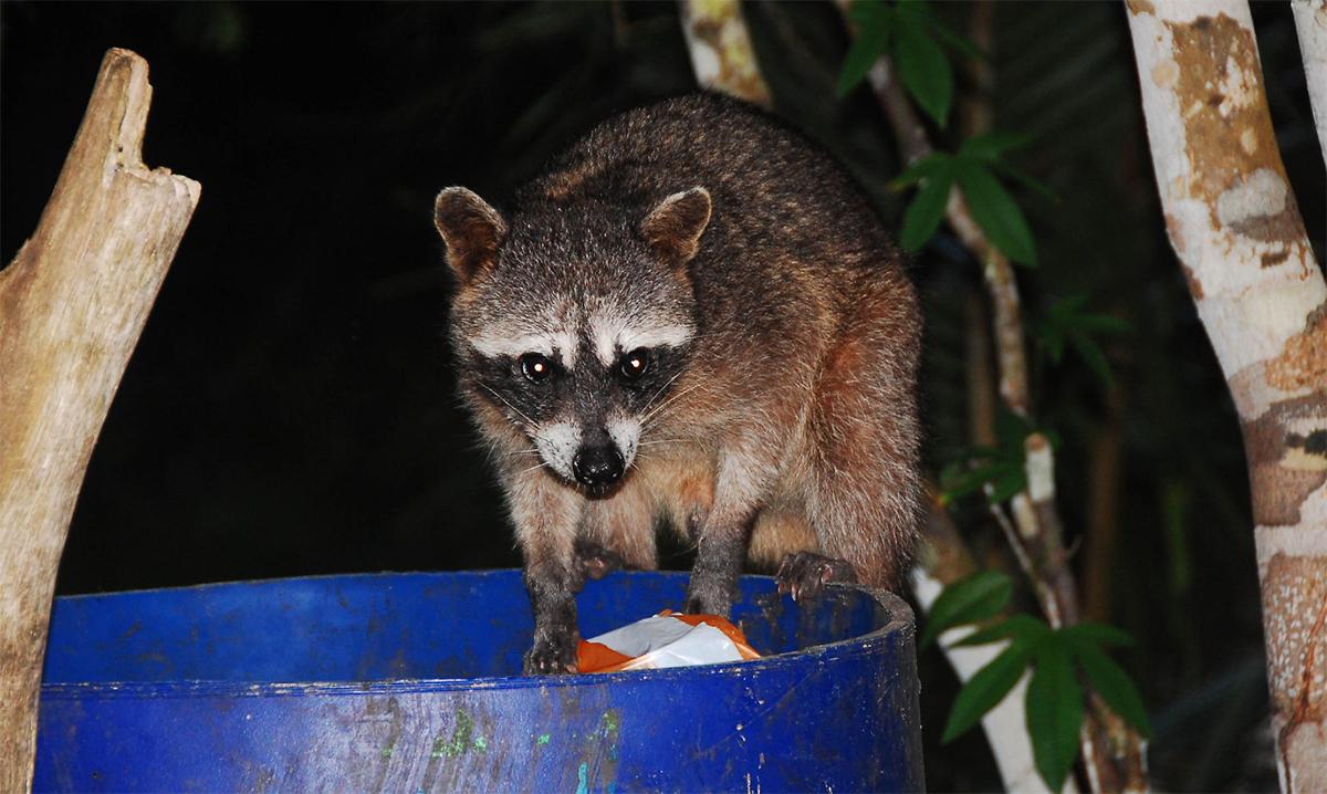 美洲黑熊和浣熊谁更厉害,郊狼和浣熊的区别