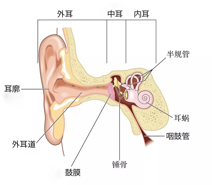 坐飞机耳朵疼活动哪个部位,坐飞机耳朵疼是什么原因导致的