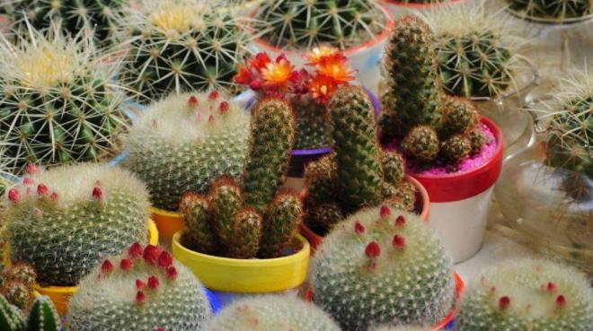 好养又能开花的仙人球有哪些,开花多又好养便宜的仙人球