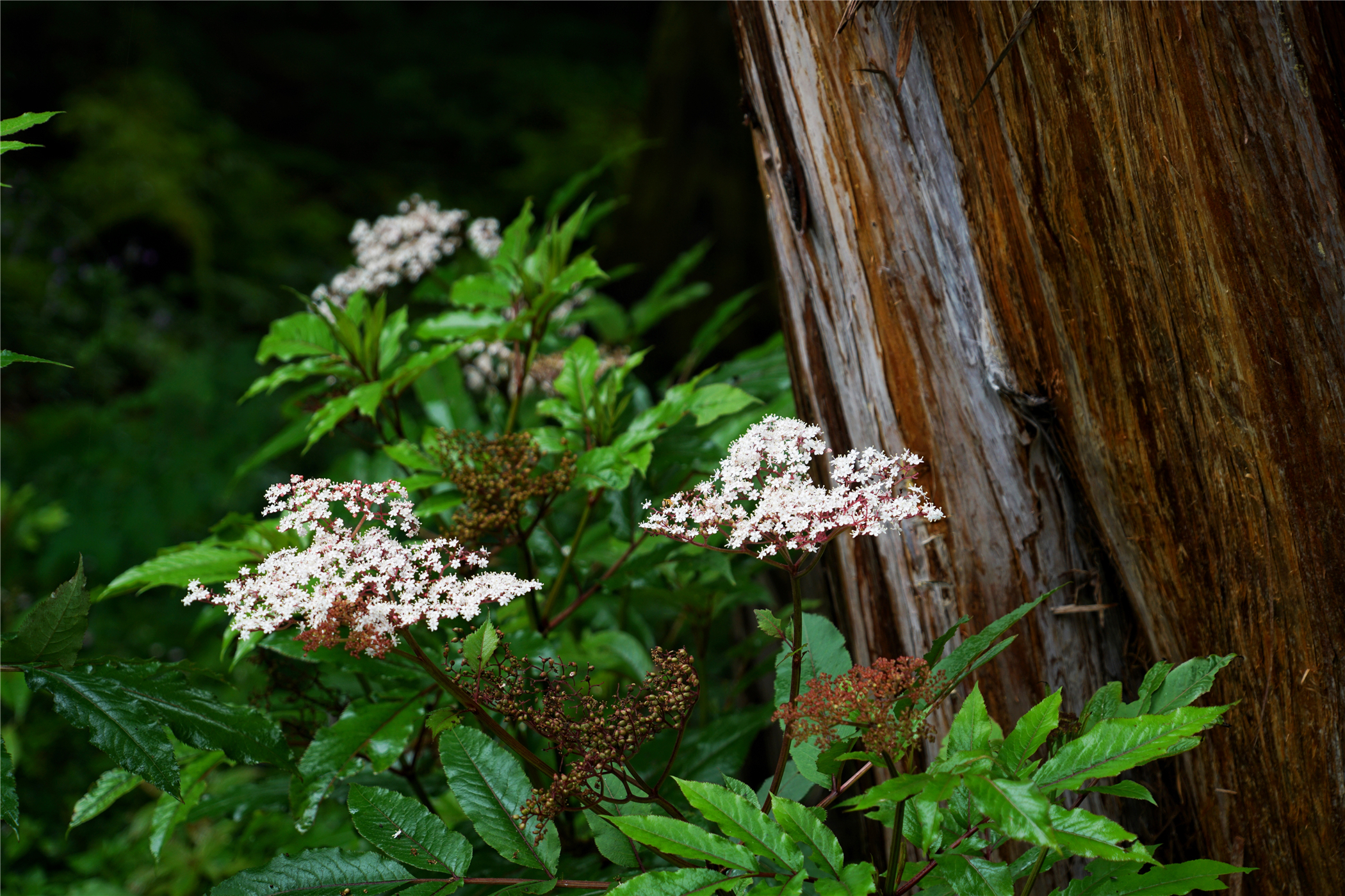 西藏林芝原始森林海拔多高,世界海拔最高原始森林