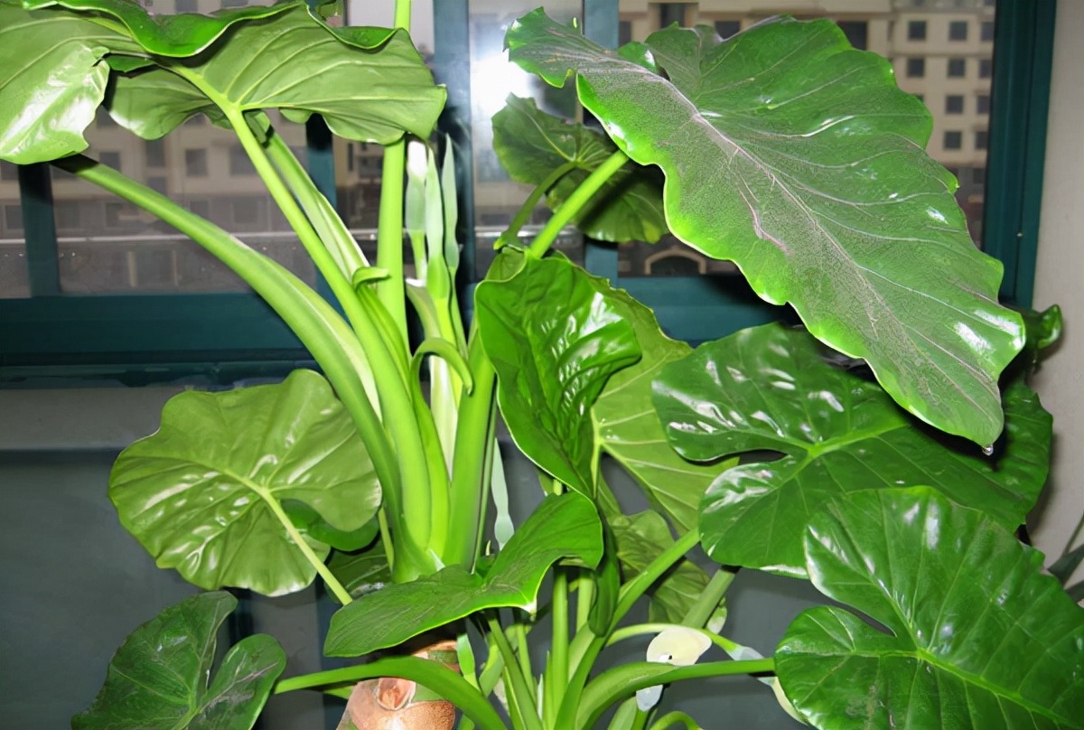 100种最毒的毒花,20种有毒的大毒花