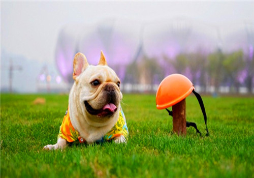 狗狗经期如何护理,养宠经验分享狗狗来月经时间太长