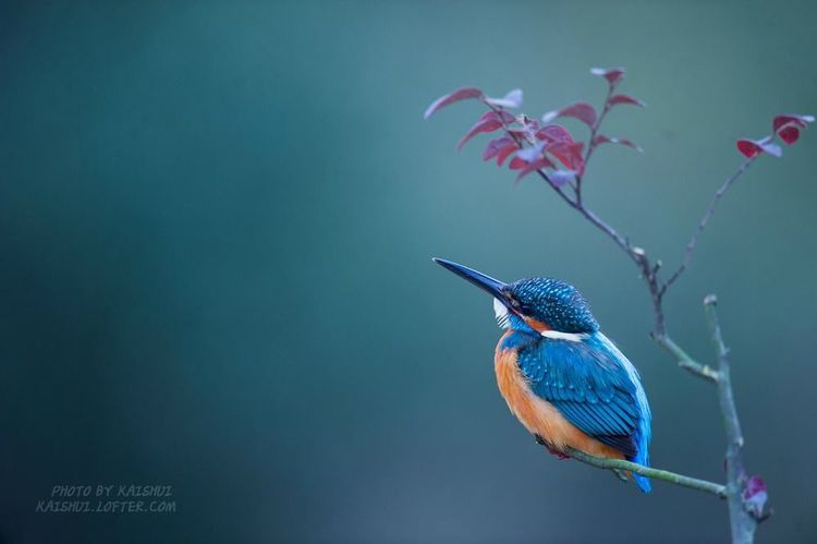 秋韵温柔岁月，冬情惊艳时光