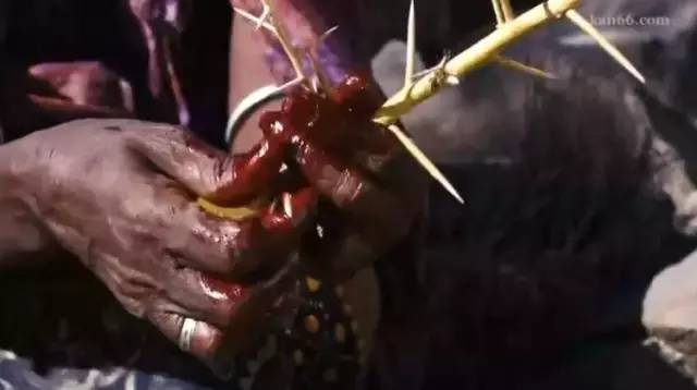 *暴强**、割礼、逼婚的沙漠之花：对女性不公的“割礼”说“不”