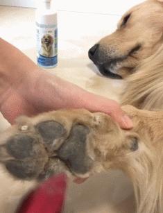 法斗中暑后没呼吸还能抢救过来吗,法斗狗狗中暑死亡了