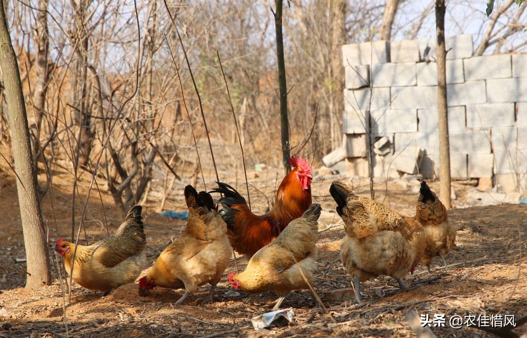 山林散养土鸡需要注意哪些问题,散养1000只土鸡需要投入多少钱
