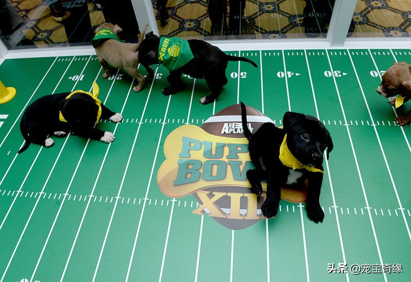 宠物全美大赛,美国奥兰多宠物展冠军