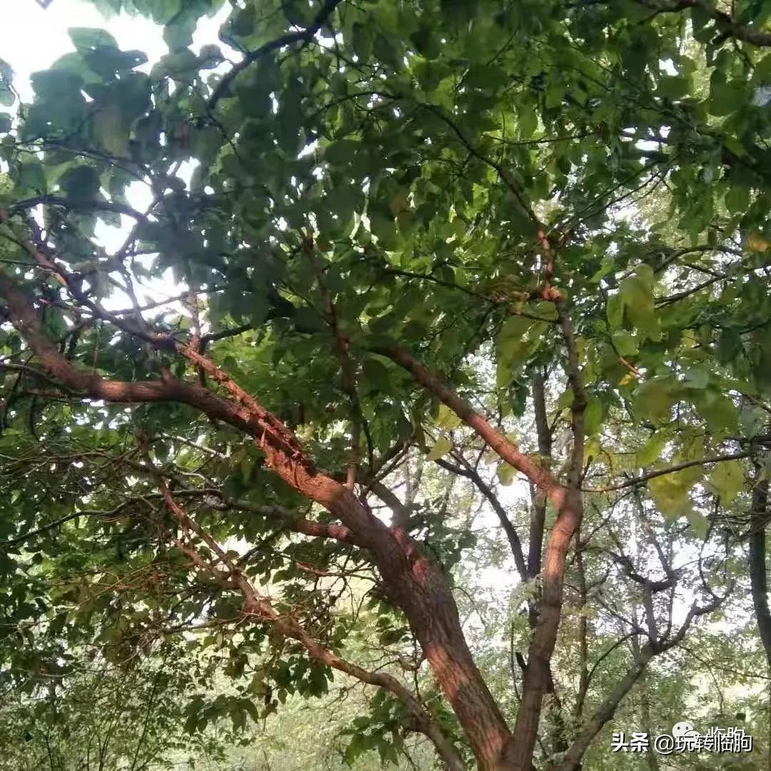 蚕农养蚕记,养蚕记朗读