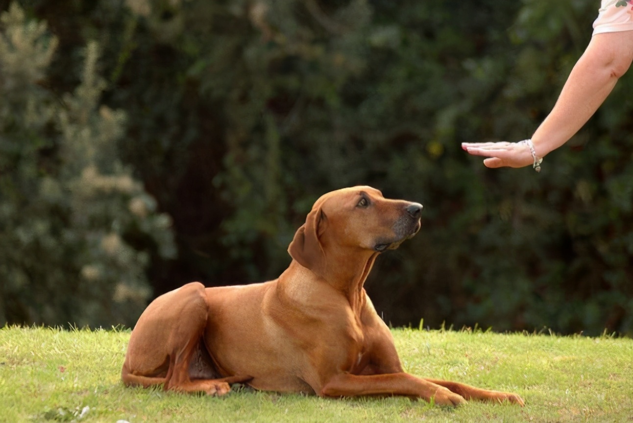 科学训练狗定点大小便,狗知识实用训练小技巧