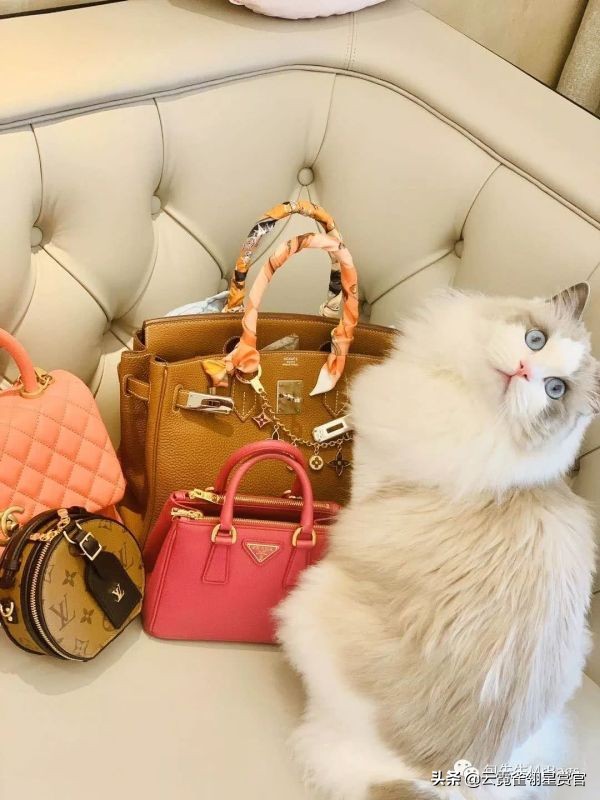 非常好看的宠物包,大家的包都带什么玩偶