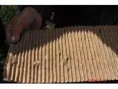 果树清园到底用什么药最好,冬季蜜柚清园管理要点