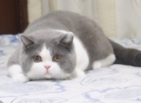 猫咪长红斑点是什么,你知道猫咪的毛色代表了什么吗