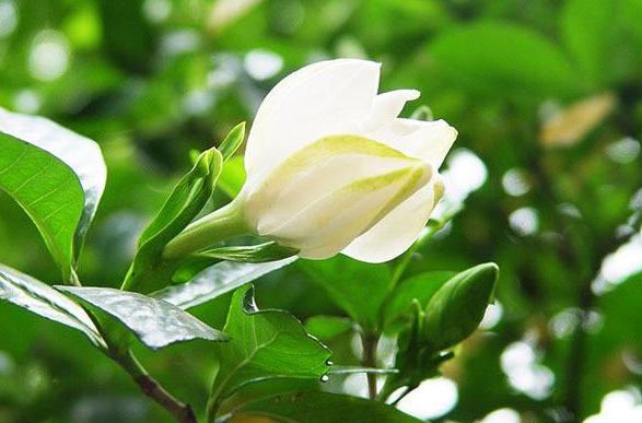 栀子花叶子黄叶严重怎么办,栀子花黄叶怎样判断缺哪种肥料