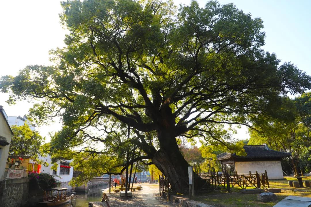 苏州旅游攻略元旦适合去吗,元旦旅游推荐苏州周边景点