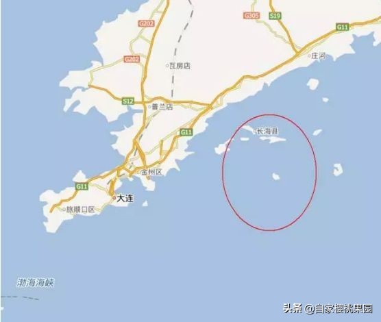 辽参科普,真正的辽参