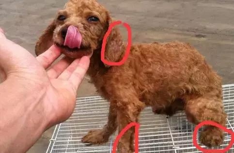 狗狗不同品种颜色分类,狗狗不同的类型有哪些特点