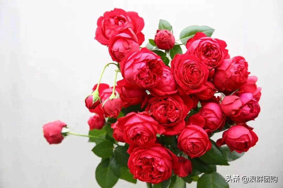 月季哪些品种大花又香,月季哪些品种花期长耐阴耐寒耐旱