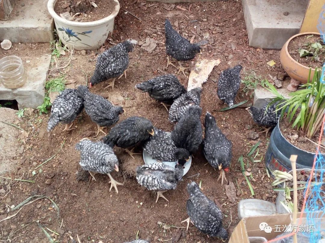 芦花鸡的奥秘,芦花鸡的优点