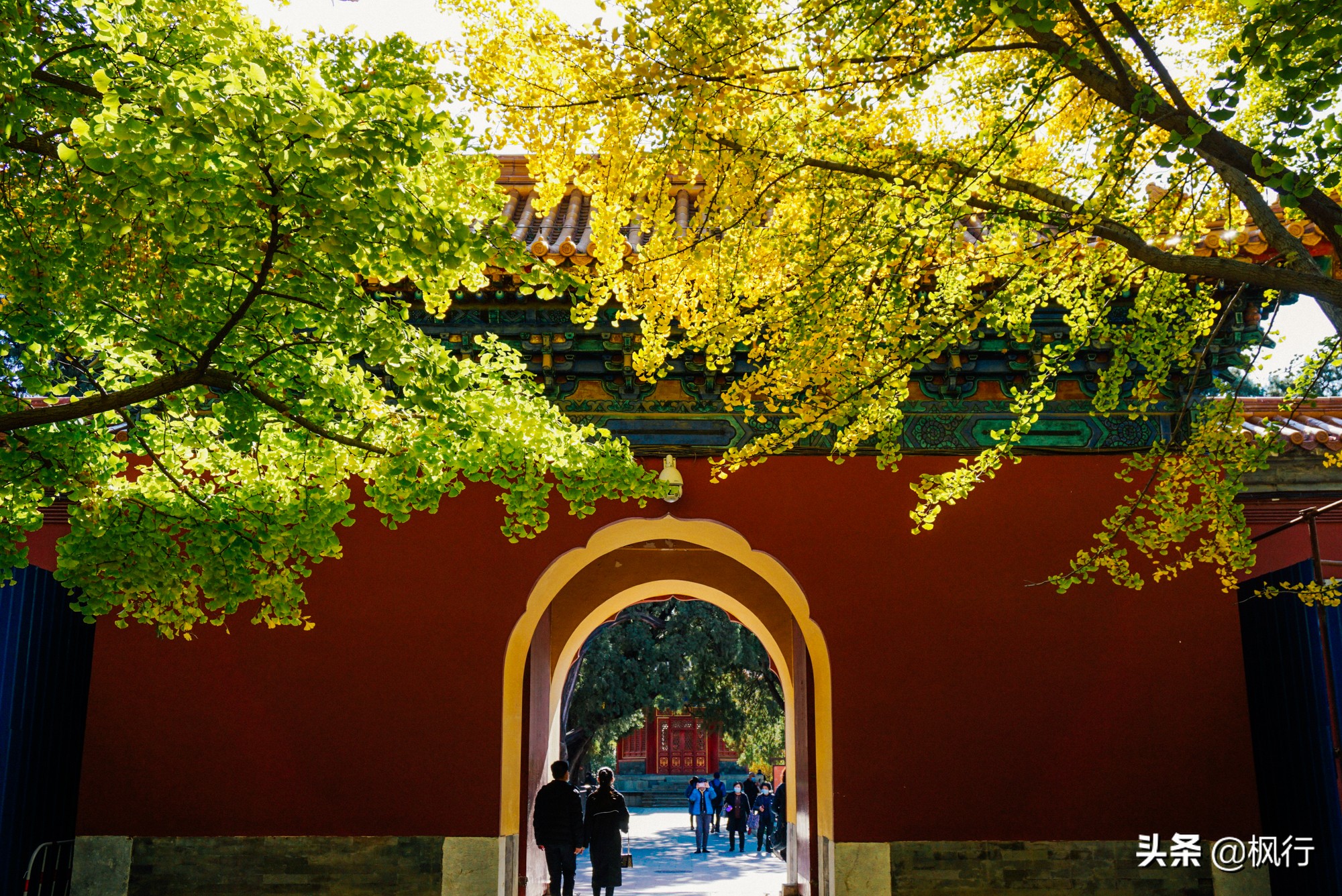 北京18个看银杏的好地方在哪,北京八大处看银杏攻略