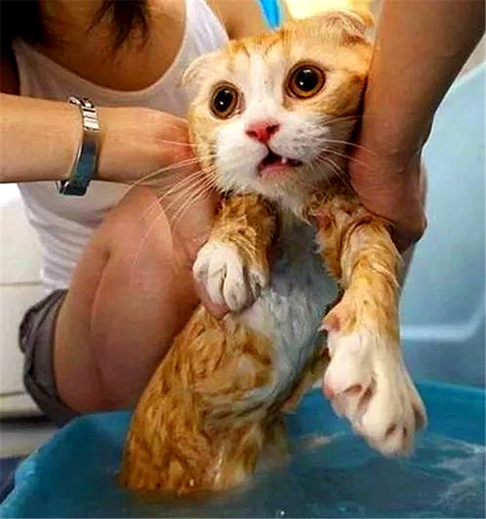 猫咪洗澡容易出现的常见情况,猫咪太小不能洗澡有味道怎么办
