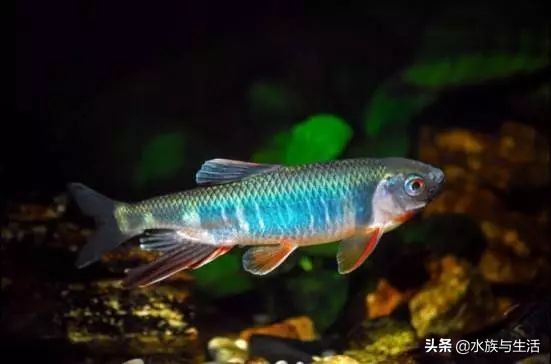 为什么原生鱼比热带鱼贵 (十大适合懒人养的国产原生鱼)