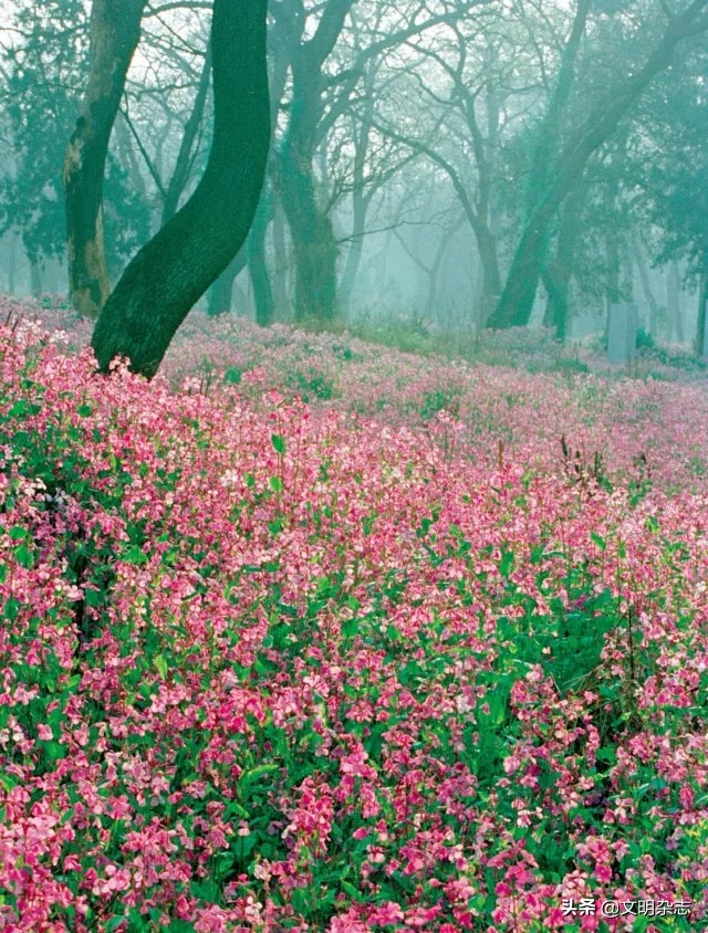 瀛旀灄瀹惰氨,瀛旀灄瀹惰氨瀛楄緢澶у叏