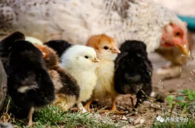 蛋鸡沙门氏菌的防治,治疗蛋鸡沙门氏菌的特效药