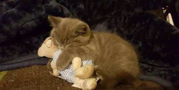 新手养猫适合养幼猫还是成猫,新手养猫怎么不让它生病