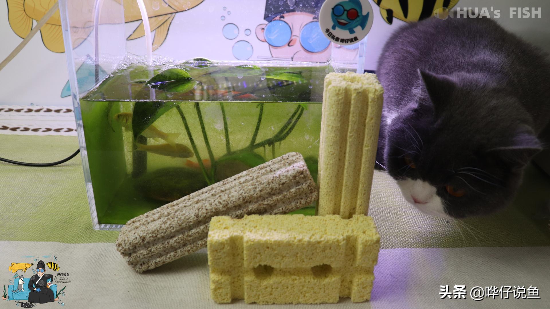 鱼缸滤材要细菌屋好还是十合一好,鱼缸细菌屋天然滤材自己动手制作