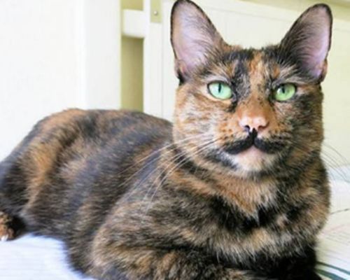 中华田园猫古代名称图鉴,古代人怎么挑选猫