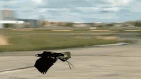 在闲鱼致富,在闲鱼上淘的大疆无人机