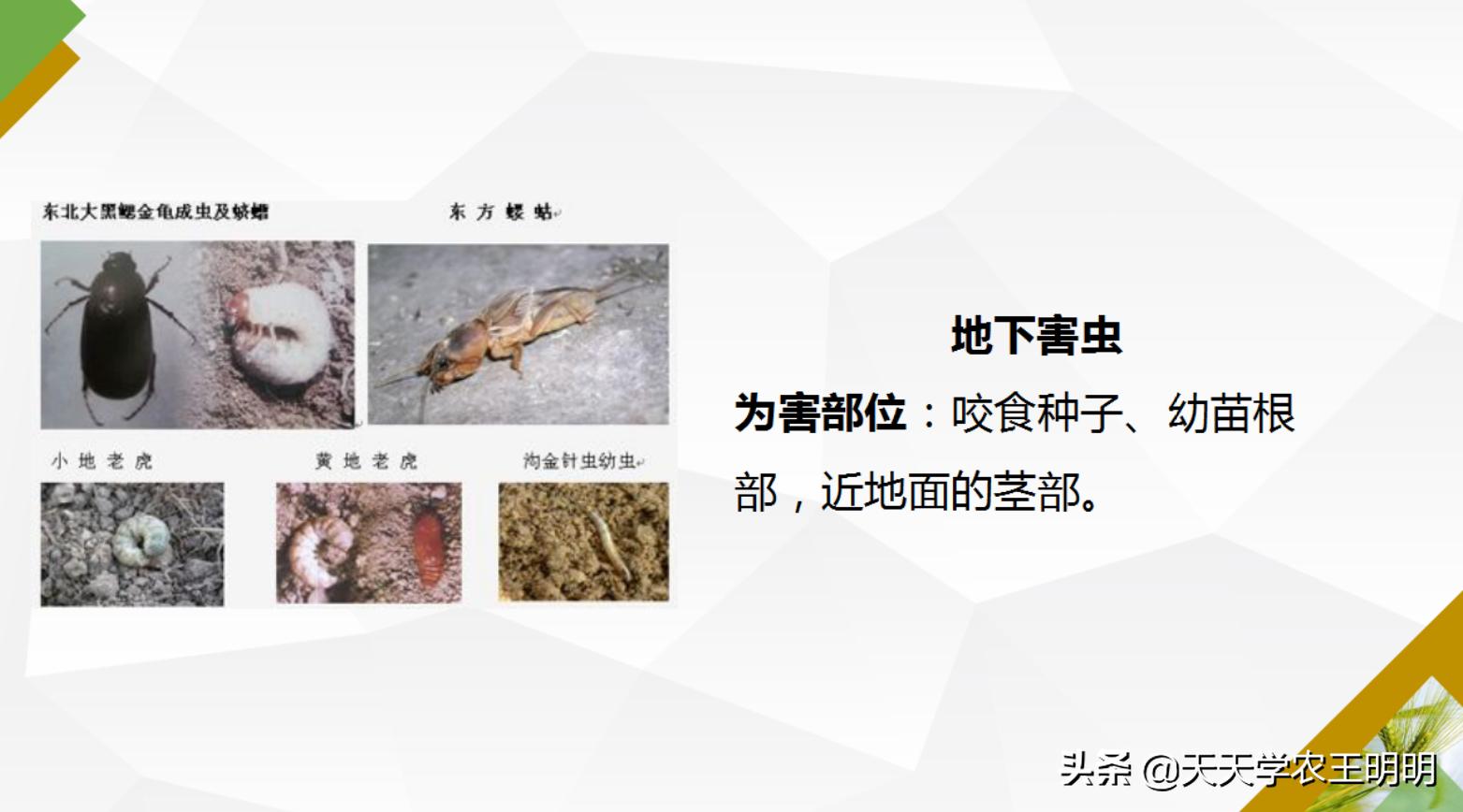 小麦主要虫害及防治方法思维导图,小麦虫害用什么药