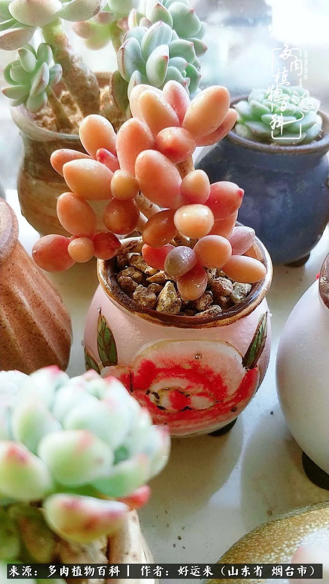 世上怎么会有这么可爱的生物,这世上怎么会有那么可爱的小可爱