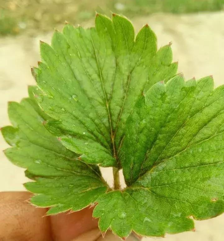 草莓叶子上涂油能防治蓟马吗,草莓坐果期杀蓟马用什么药最好