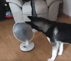 法斗中暑后没呼吸还能抢救过来吗,法斗狗狗中暑死亡了