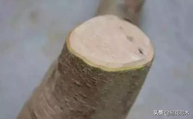 下山桩杀根没到位怎么处理,下山桩的处理方法