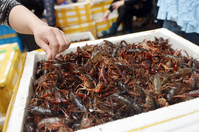 小龙虾有卵了怎么办,小龙虾产过卵以后是什么样子