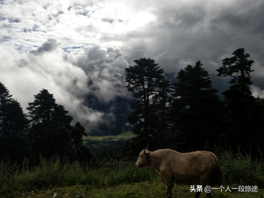 茂名骑行*藏西**：辞别醉美鲁朗，走进林芝新城。