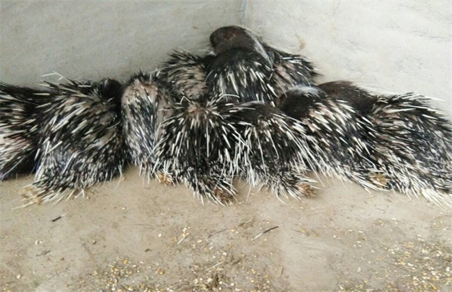 豪猪养殖的科学管理措施,豪猪养殖前景还很好吗