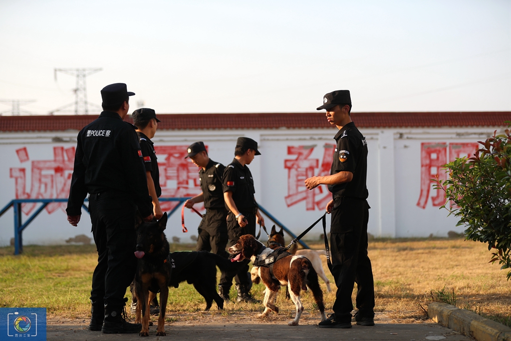 警犬训犬师的工作和生活,如何成为一名合格的警犬训导员