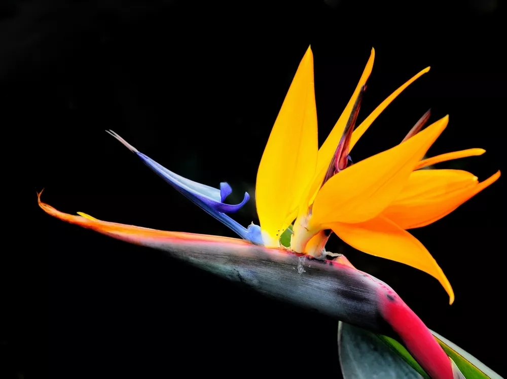 花语大全：各种鲜花的花语，不同颜色寓意也不一样啊