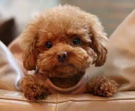 狗狗为什么有泪痕和红嘴巴,狗狗泪痕特别严重是什么原因