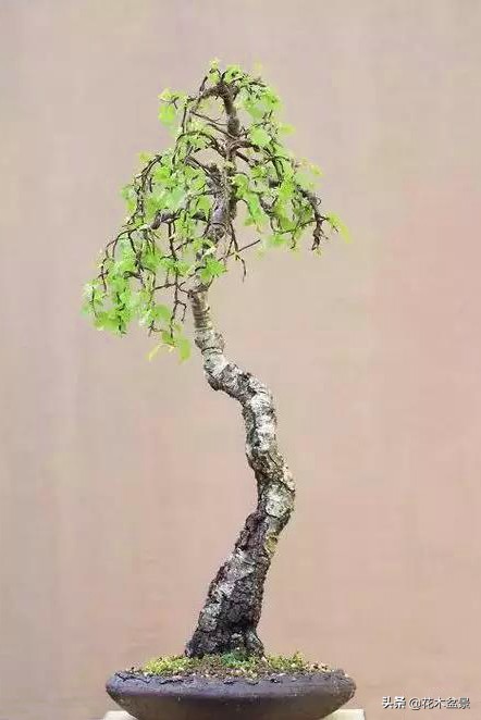 文人树盆景，宣泄一种情绪，吐露一种幽愤