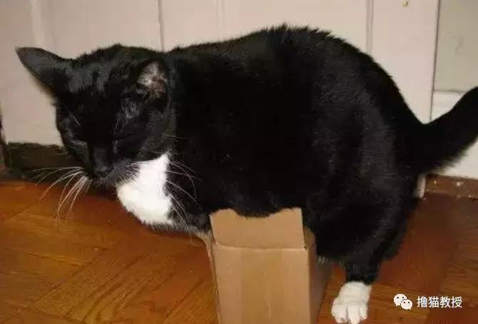 可爱小橘猫长大,小橘猫1个月很丑