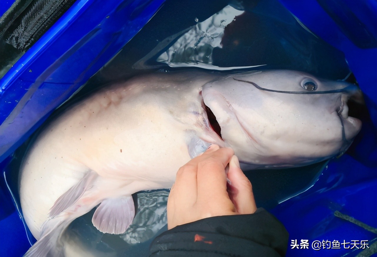 奔波儿灞是条什么鱼,奔波儿灞鱼