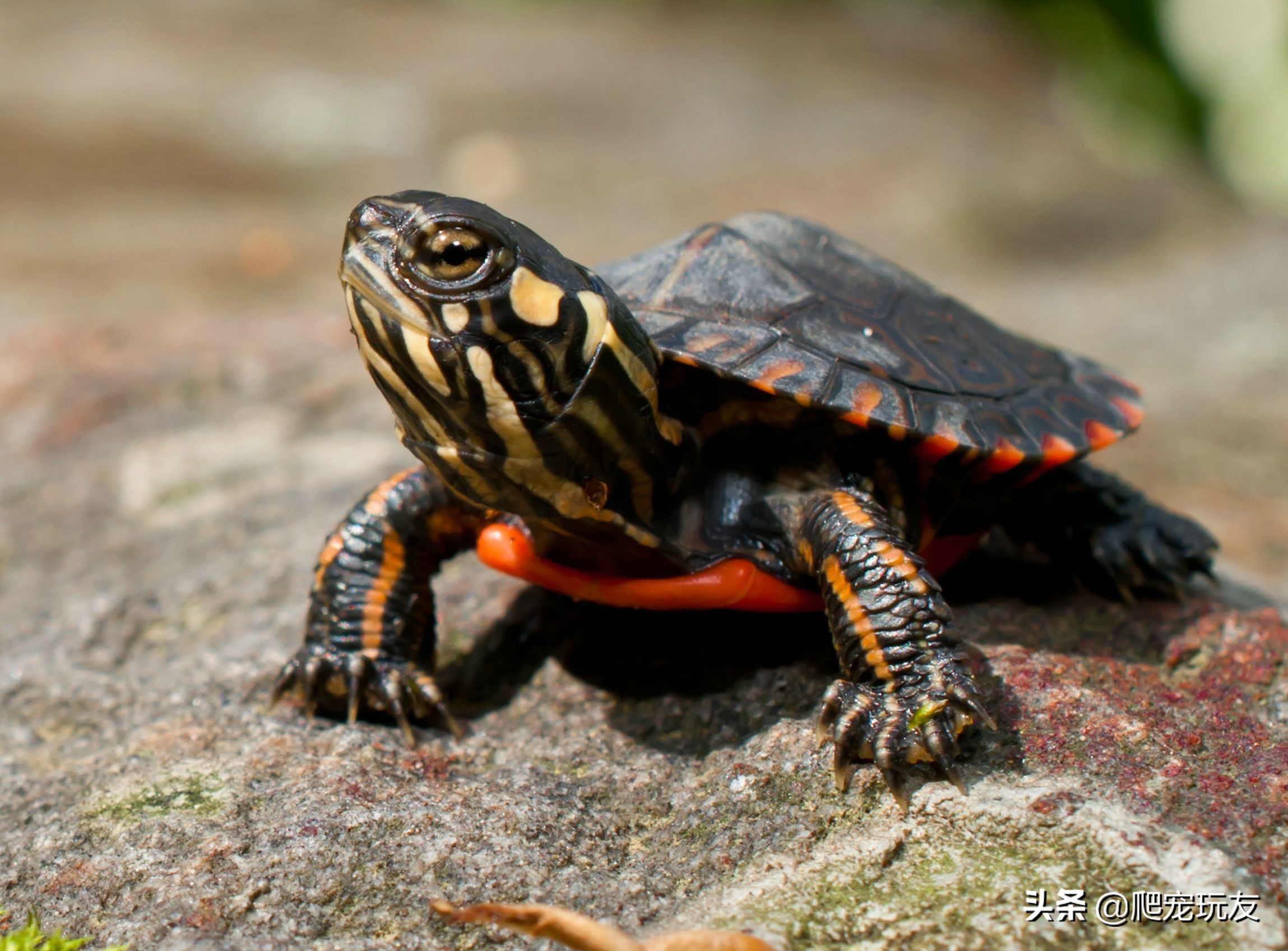 缺钙对鳄龟的影响,龟怎么补钙