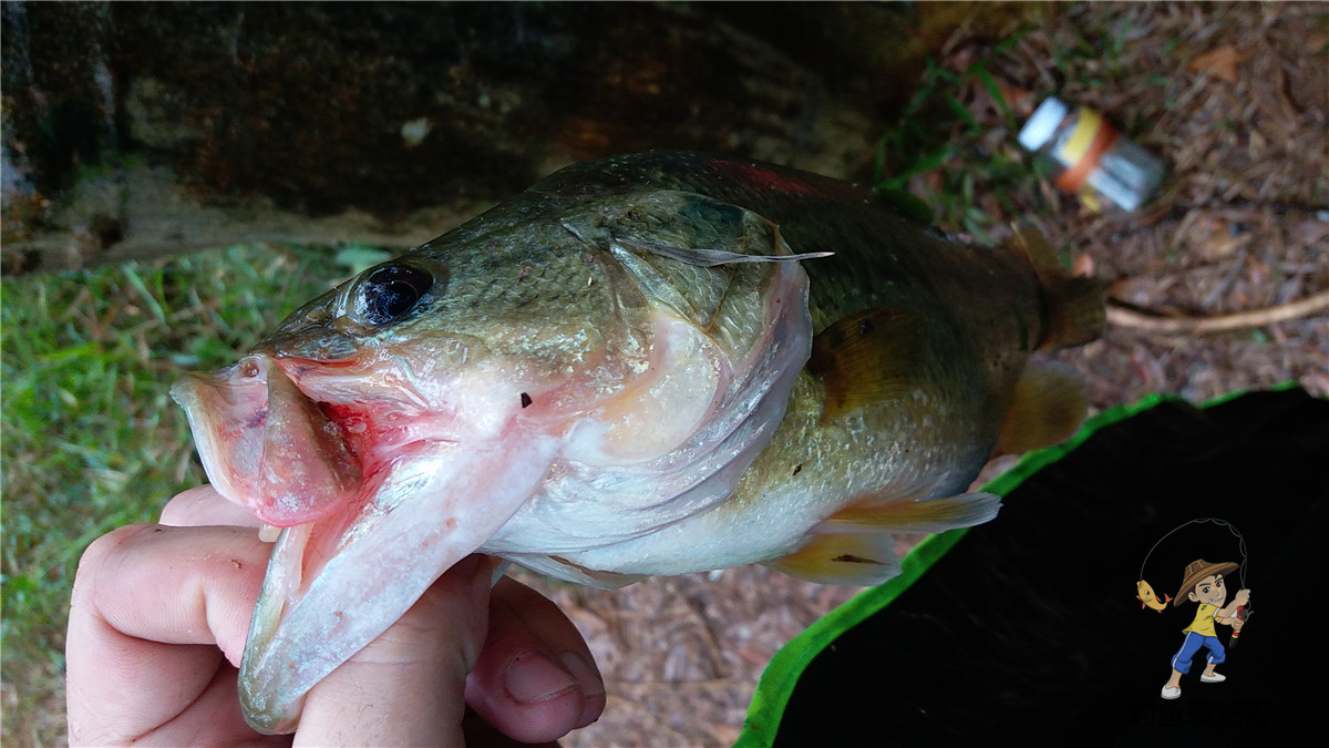 钓鱼如何预防小鱼闹窝,夏季钓鱼避免小鱼闹窝的4个方法