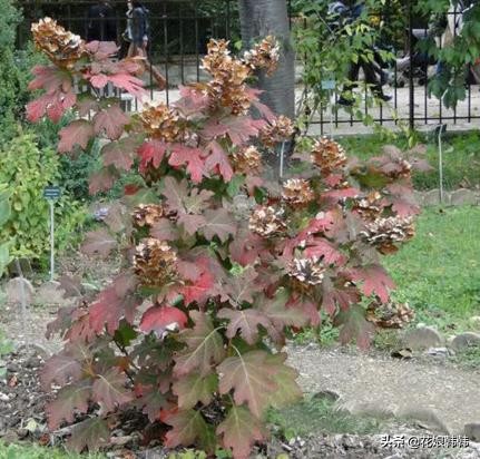 绣球怎么修剪才好,绣球的正确修剪方法