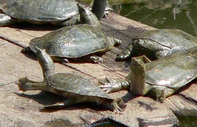 甲鱼的养殖方法及注意事项,甲鱼的养殖条件及饲养管理办法